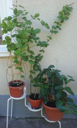 Trei Jasminum