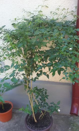 Jasminum Azoricum