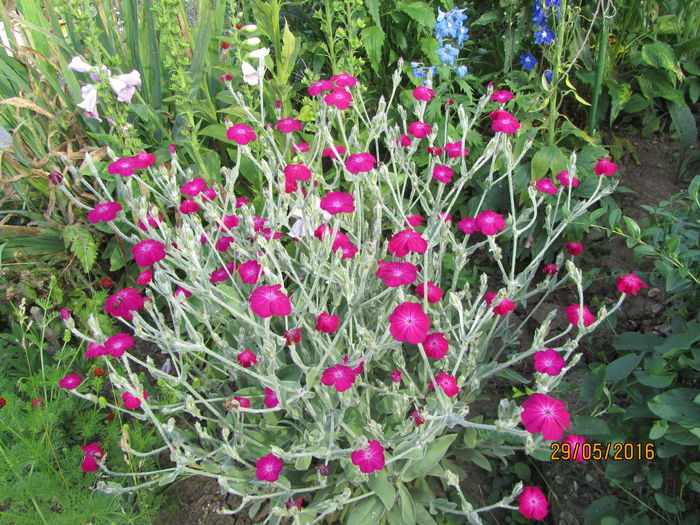 Lychnis coronaria 1