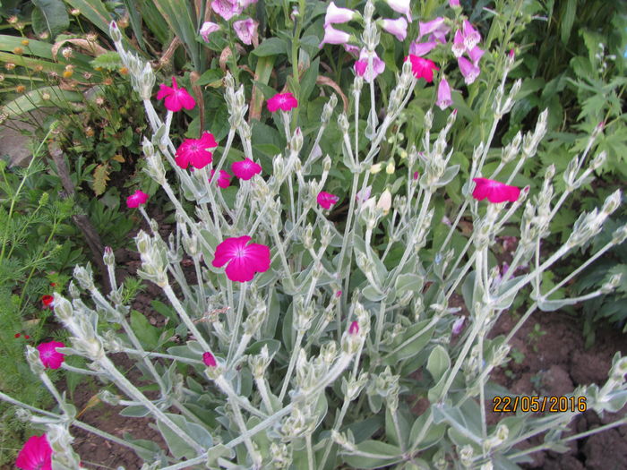 Lychnis coronaria