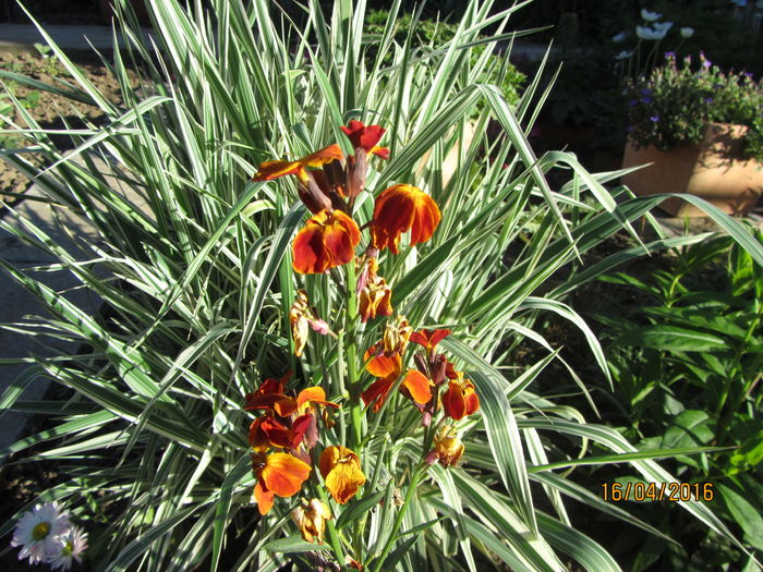 Micsunele si iarba decorativa