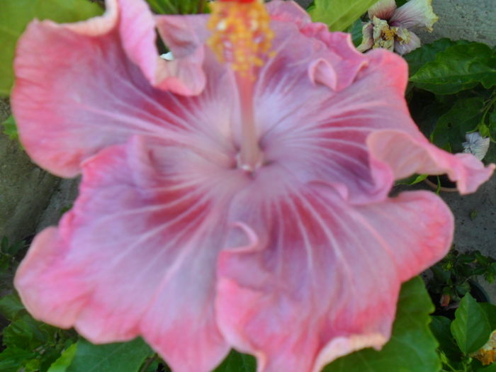 022 - tahitian raspberry star