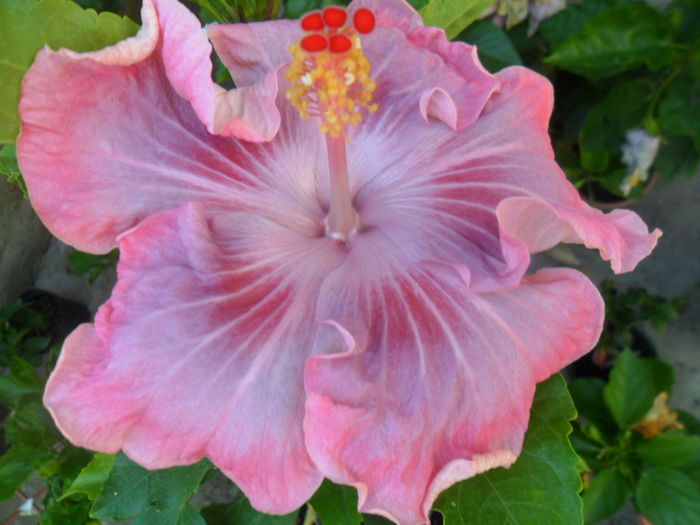 023 - tahitian raspberry star