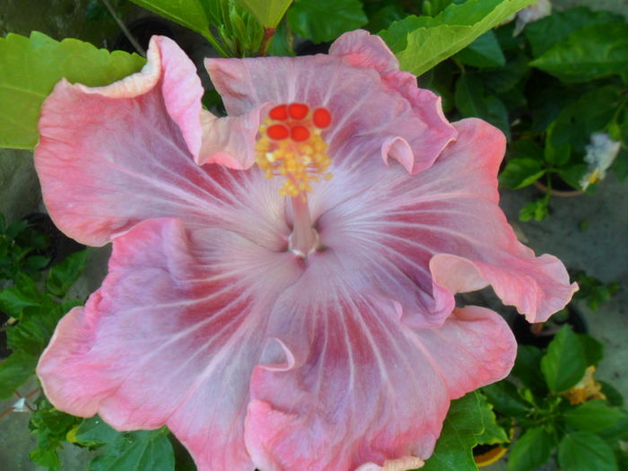 024 - tahitian raspberry star