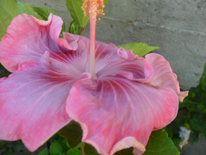 025 - tahitian raspberry star