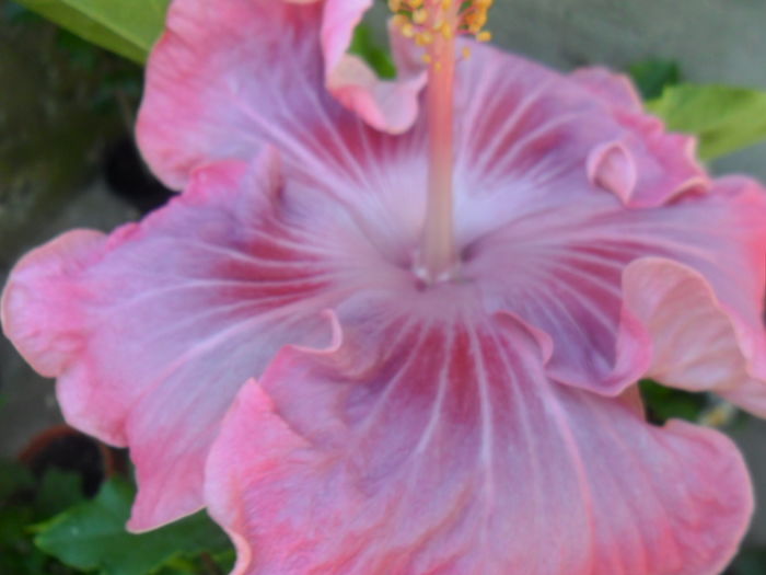 027 - tahitian raspberry star