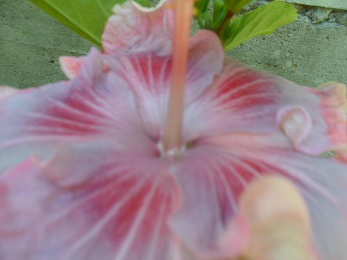 033 - tahitian raspberry star