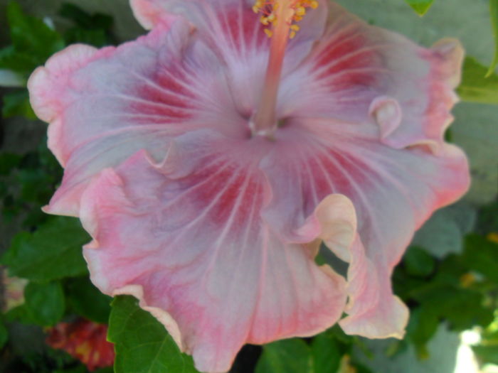 034 - tahitian raspberry star