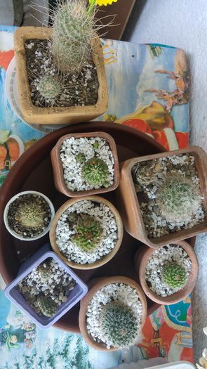 20160620_192954_HDR - Cactusi si Suculente