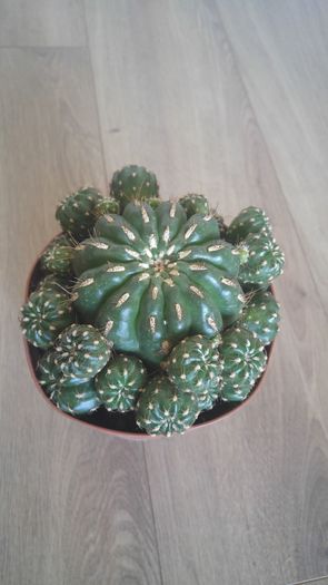 Matucana poltsii - Cactusi si Suculente