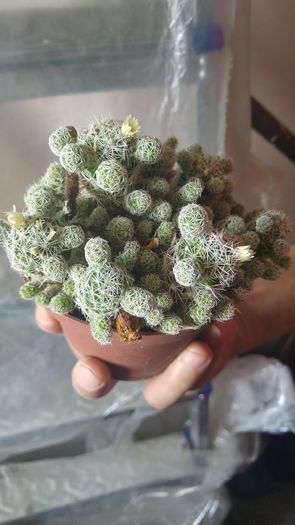Mammillaria gracilis - Cactusi si Suculente