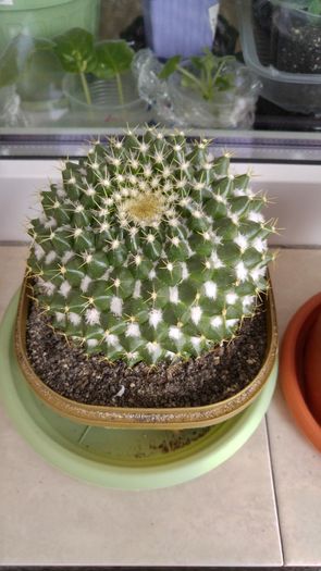 Mammillaria - Cactusi si Suculente