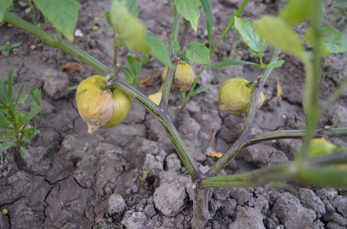 DSC_0045 - dragostea  de natura