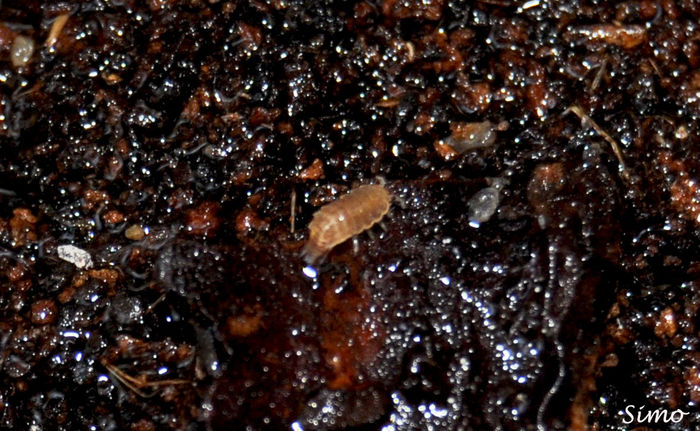 Isopode - Gandaci