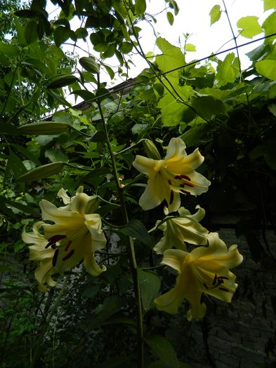 DSCN1801 - 2016 IULIE