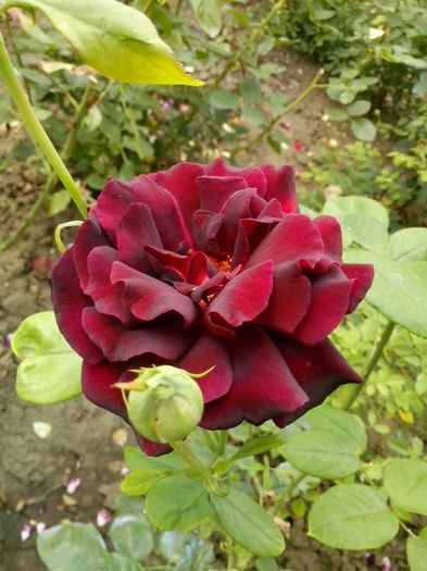 nr 48 - 0 TRANDAFIRI DIMOV 2016