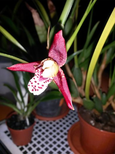 20160707_190610 - maxillaria