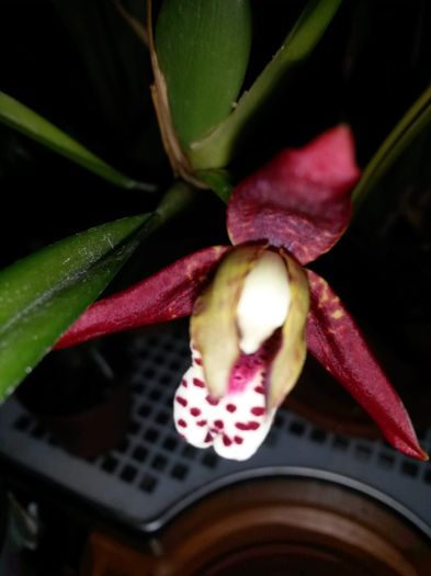 20160707_190549 - maxillaria