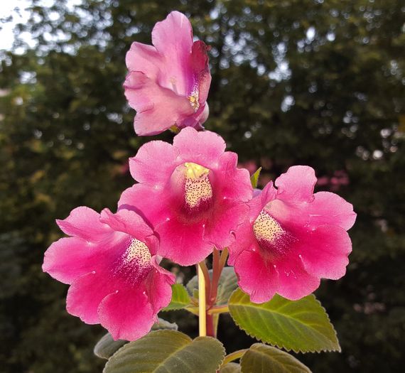  - Gloxinia