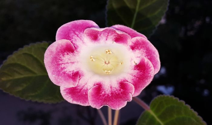  - Gloxinia