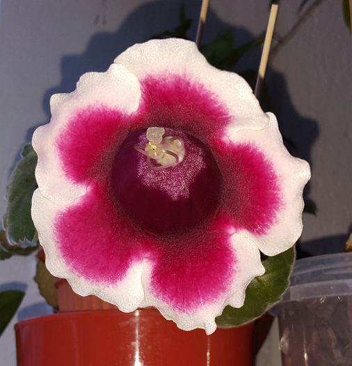  - Gloxinia