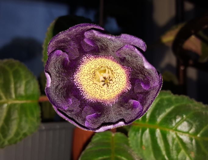  - Gloxinia