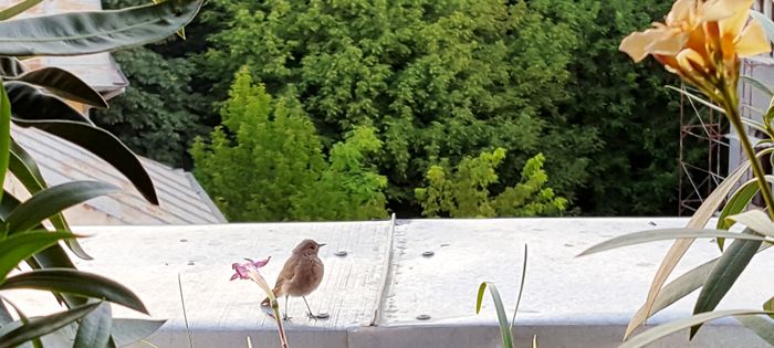 Musafir printre flori