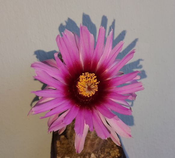  - Cactusi si suculente