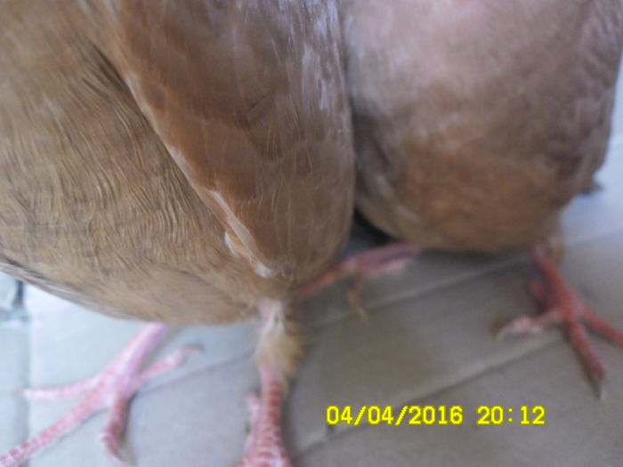 ,,vulpile.. sunt indicate in imbunatatirea culorii in orisice varietate de Aurii cu