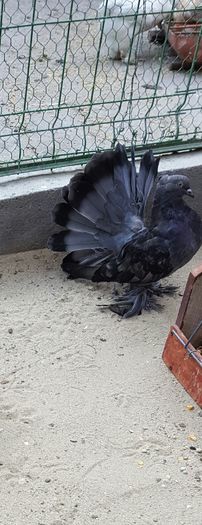 Fem 2016.Dnu.Gheara Marin Loc.BRADESTI.Jud.Dolj - 8___-PERSOANE CU CARE AM COLABORAT- VANZARI