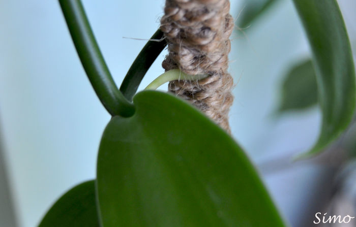 DSC_0892 - Vanilla panifolia