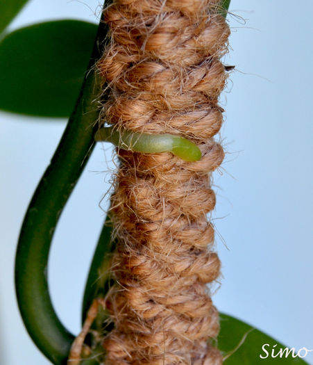 DSC_0893 - Vanilla panifolia