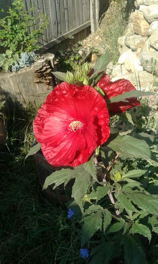 20160713_083303 - Hibiscus Craberry Crush