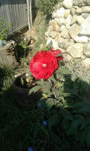 20160713_083256 - Hibiscus Craberry Crush