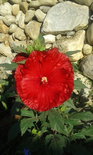 20160713_083139 - Hibiscus Craberry Crush