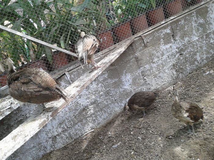 14684011014541246685834