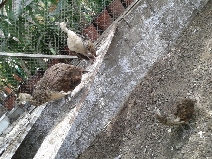 14684012098142026302841