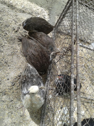 1468401707611688936571