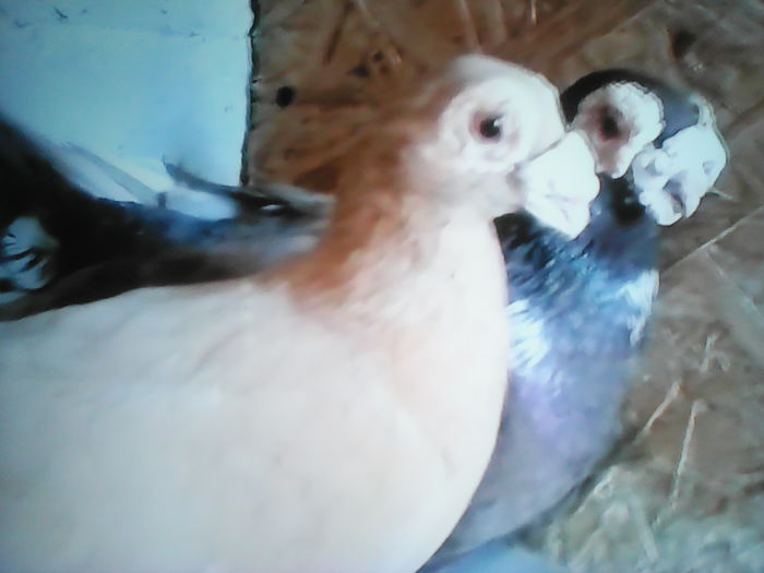 CARUNCULATI   POLONEZI