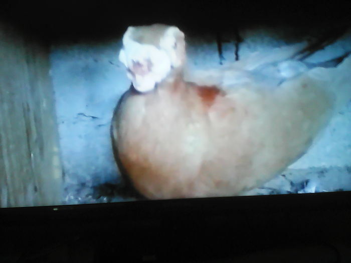 CARUNCULAT POLONEZ  GALBEN