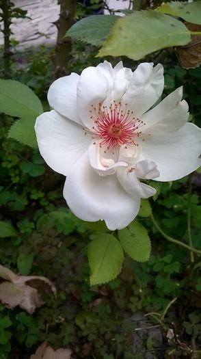 Jacqueline du Pre, 1994 - 1 TRANDAFIRI PREMIATI