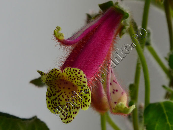 http:flori-si-plante.roforumviewtopic.php?f=49&t=1236 - KOHLERIA IV - Hibrizii mei - My hybrids