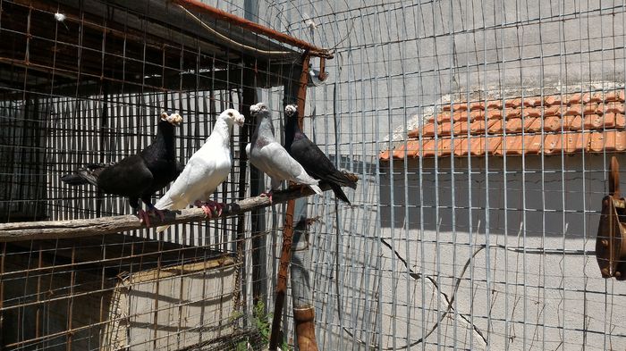 P_20160713_133040 - Voiajori Italiani de Frumusete