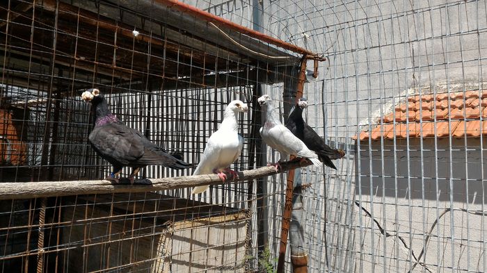 P_20160713_133017 - Voiajori Italiani de Frumusete