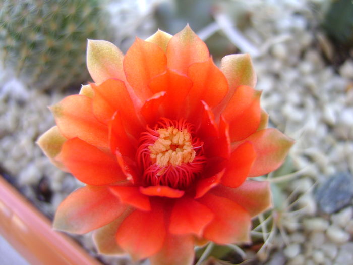 Gymnocalycium baldianum - Cactusi 2016