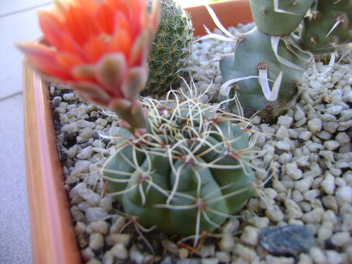 Gymnocalycium baldianum