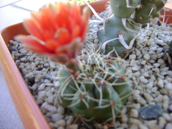 Gymnocalycium baldianum