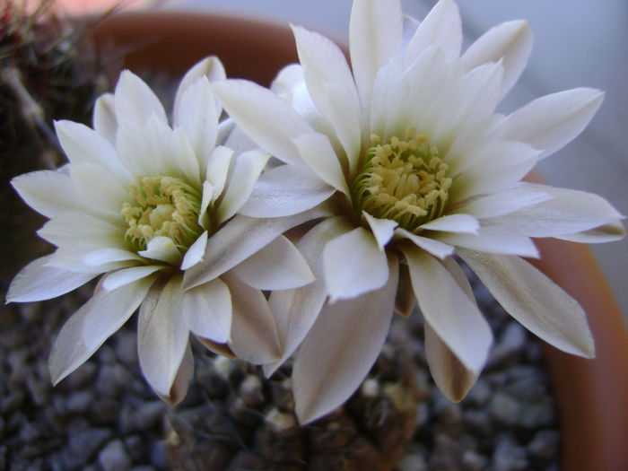 Gymnocalycium ragonesei