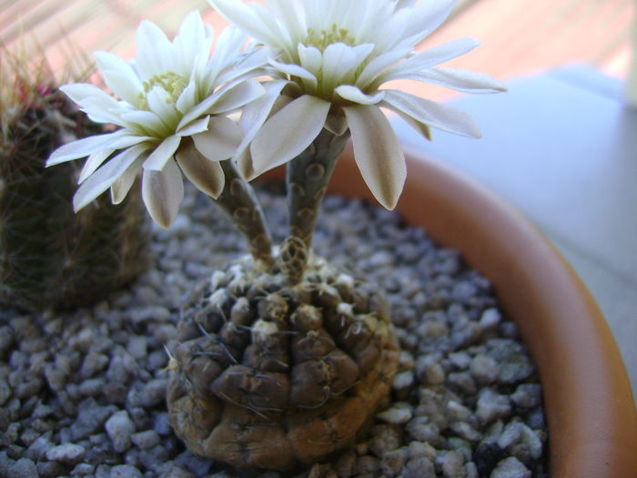 Gymnocalycium ragonesei - Cactusi 2016