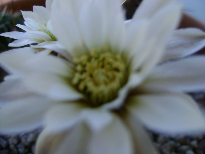 Gymnocalycium ragonesei - Cactusi 2016